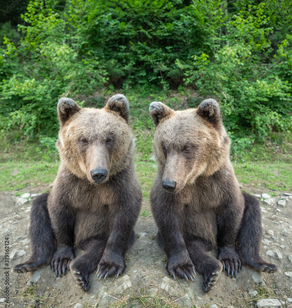 Two bears are sitting in a clearing in the wild forest.