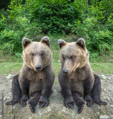Two bears are sitting in a clearing in the wild forest.