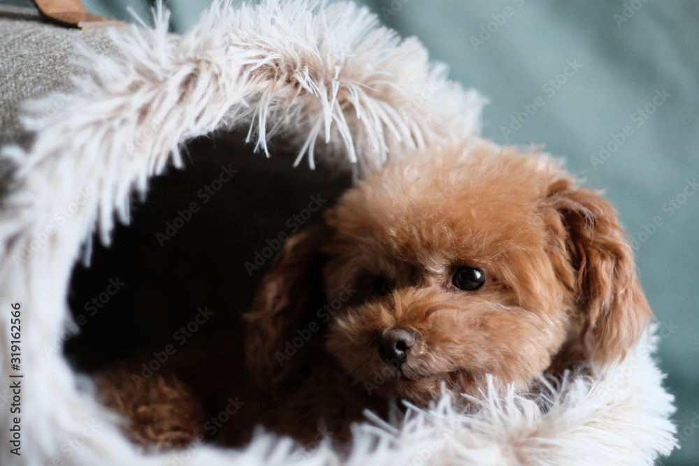 close up one toy poodle lying in doghouse. Blur green background close up one toy poodle lying in doghouse. Blur green background