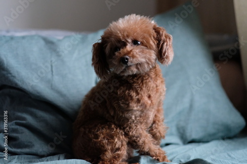 close up one sitting toy poodle. Blur green pillow background 