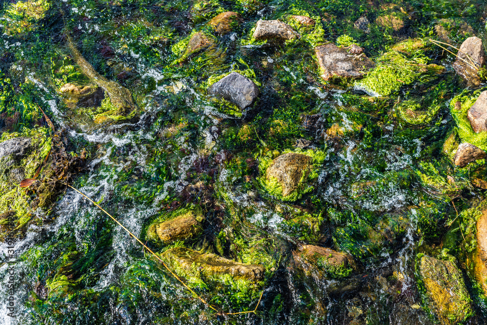 Aquatic flowers as background at the mouth of a creek