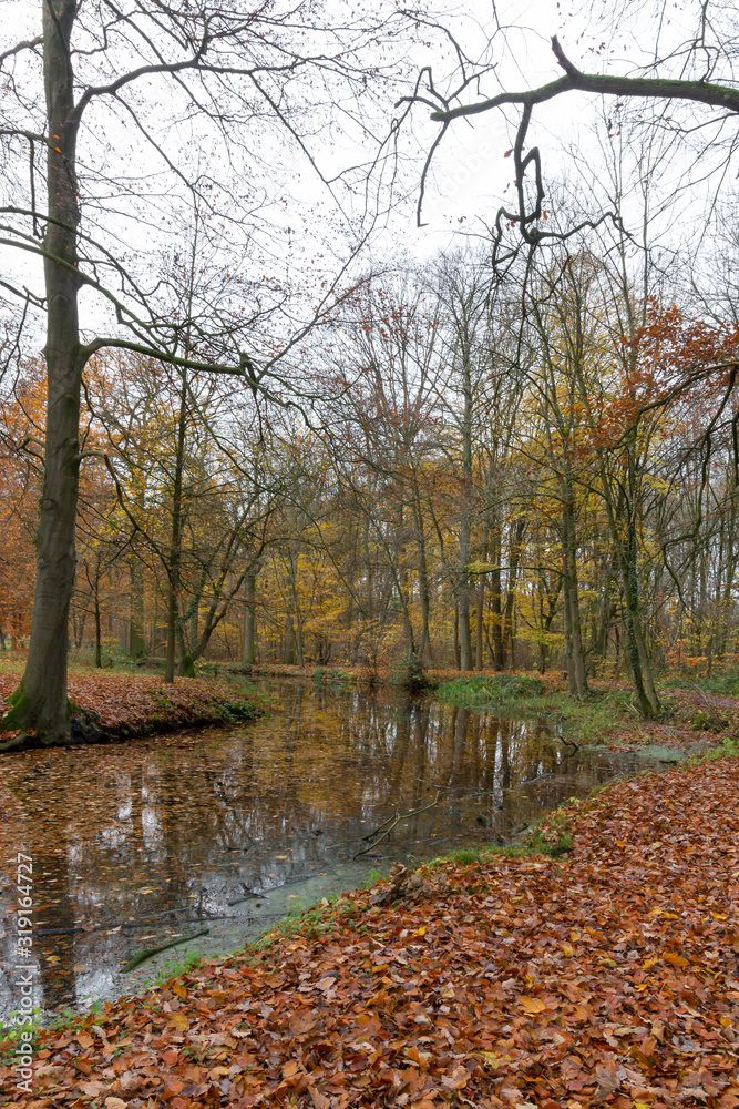 Autumn view in the forest of Pietersheim in Lanaken, Belgium with  an avenue of trees and fallen leaves. 