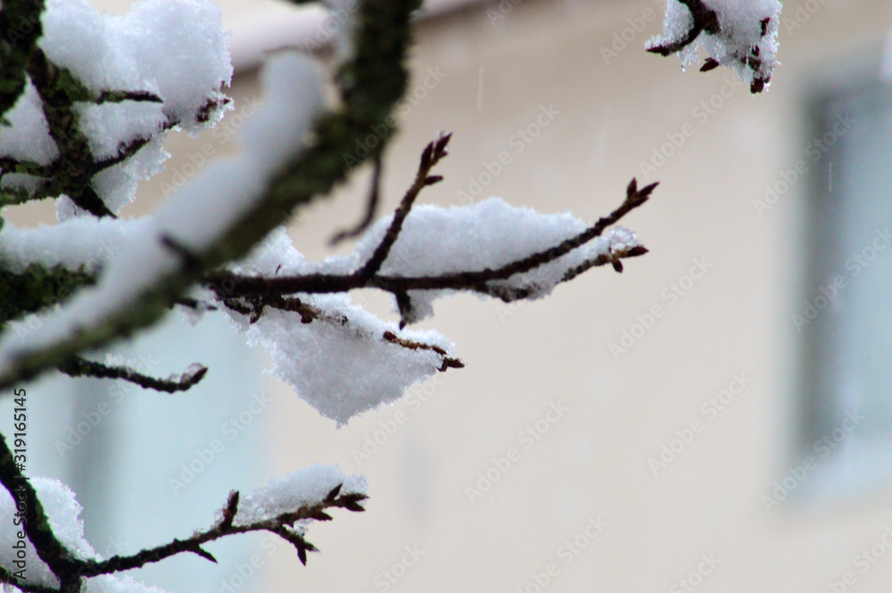 branch of tree in winter branch of tree in winter