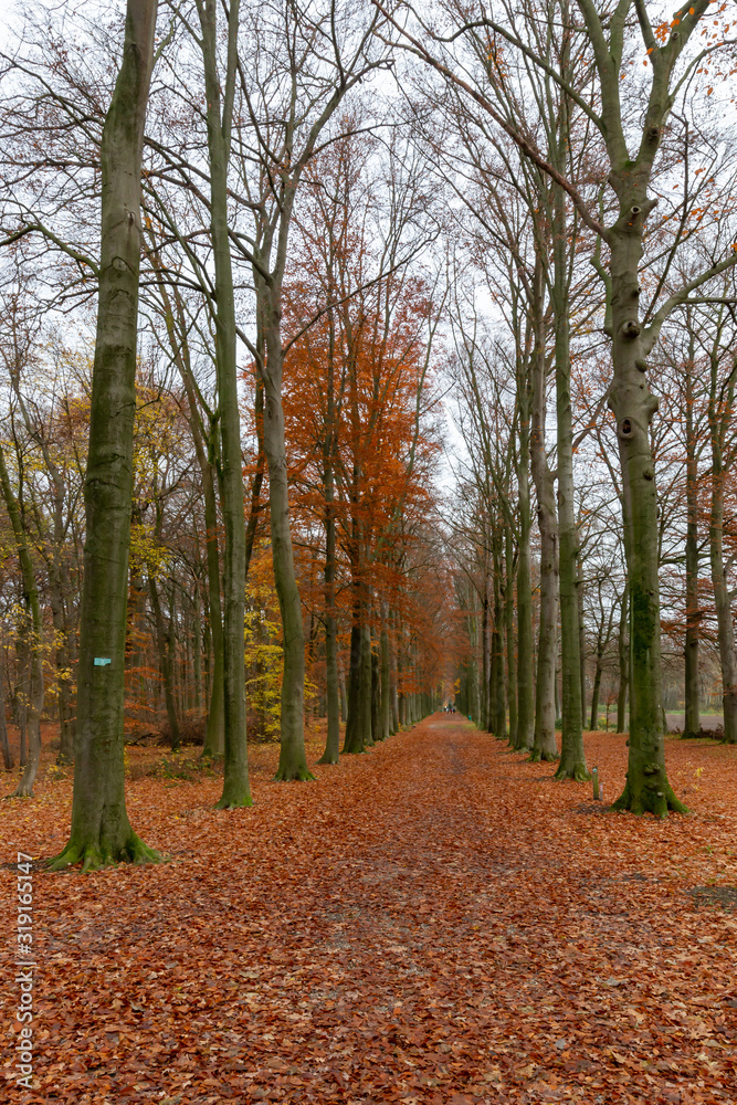 Obraz premium Autumn view in the forest of Pietersheim in Lanaken, Belgium with an avenue of trees and fallen leaves. 