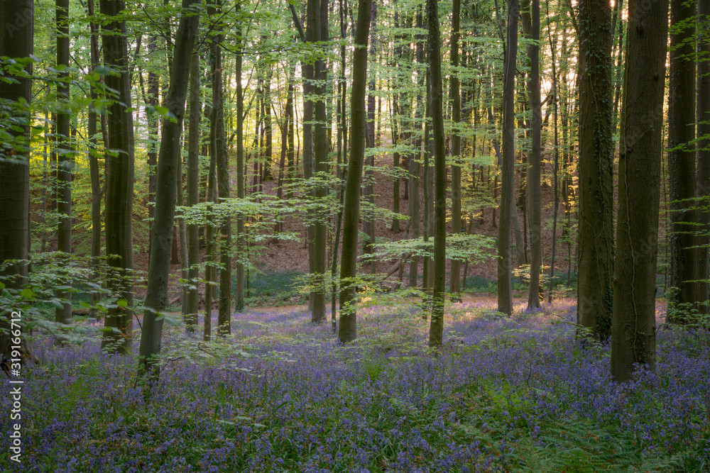 Fototapeta premium Les jacynthes du bois de Hal