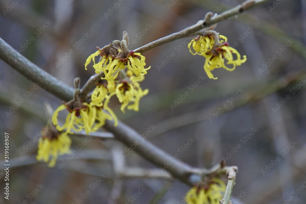 Winterzaubernuss im Winter