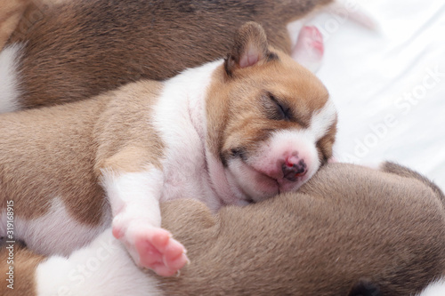 Sleeping cute newborn pedigree basenji puppies.