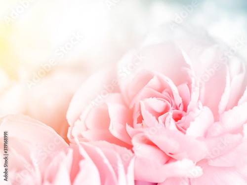 sweet pink carnation flowers in soft color and blur style for valentine background