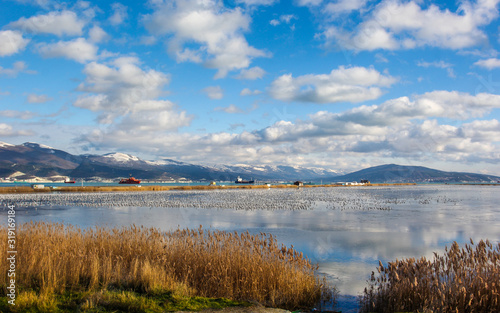 Fototapeta Naklejka Na Ścianę i Meble -  Millions of seagulls on the frozen lake on the background of reeds and Novorossiysk Bay