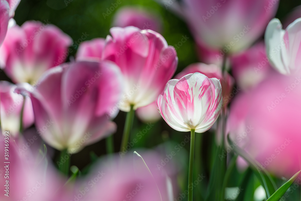 Gorgeous pink blooming French tulips in a flower bed on a blurry background Gorgeous pink blooming French tulips in a flower bed on a blurry background