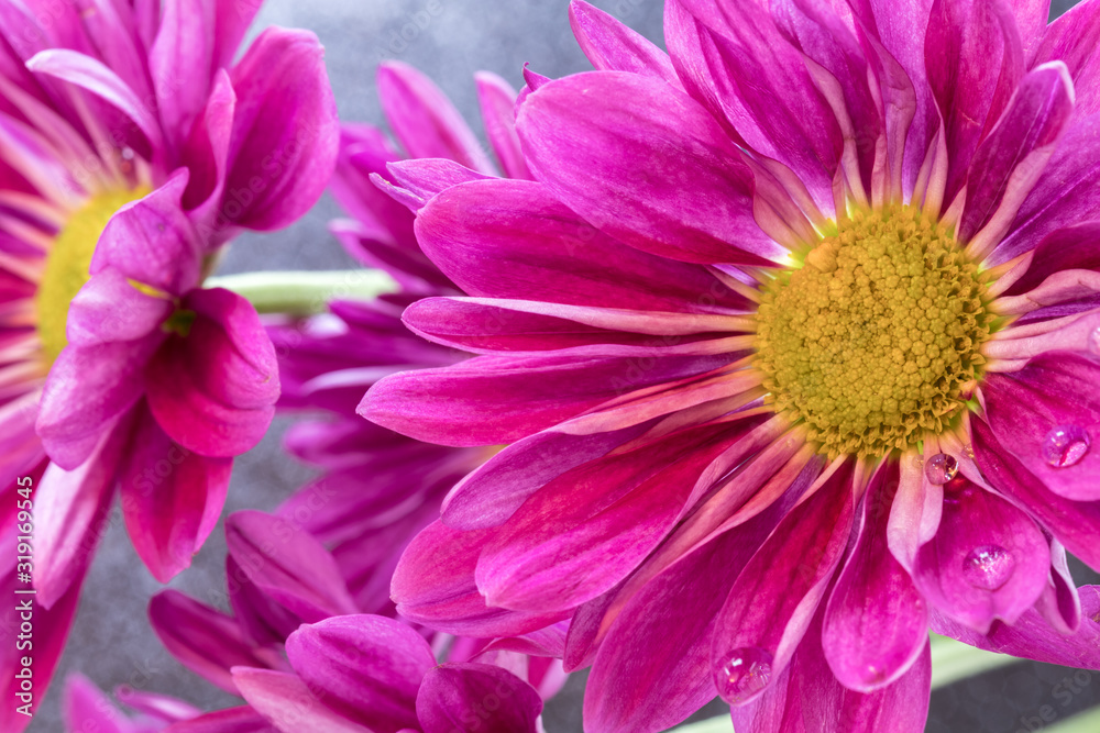 Bold and bright fuschia pink painted daisy flowers (Tanacetum coccineum), closeup 