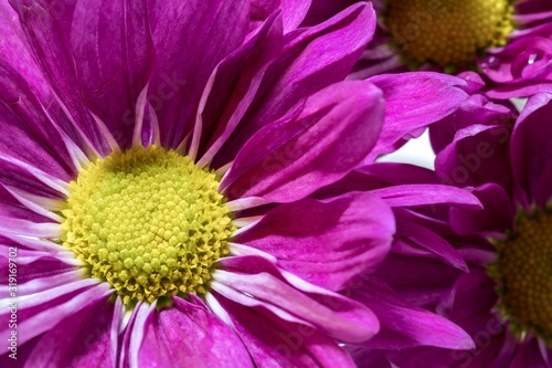 Painted daisy flower  Tanacetum coccineum   closeup with beautiful vivid color violet purple