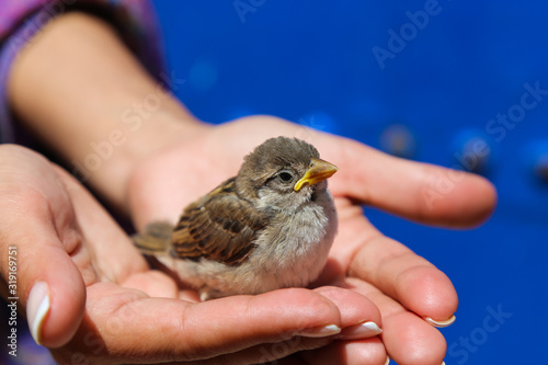 A girl holds a young sparrow in her hands © nelasova