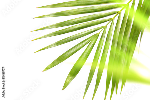 tropical nature green palm leaf isolated pattern background with blurred tree