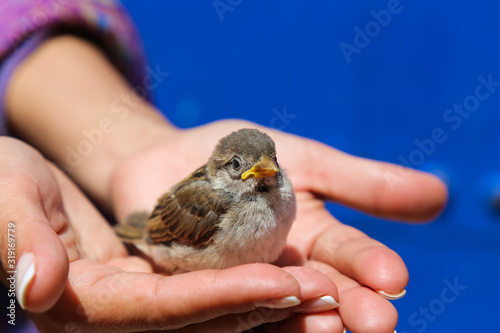 A young sparrow sits on the ladies' palm © nelasova