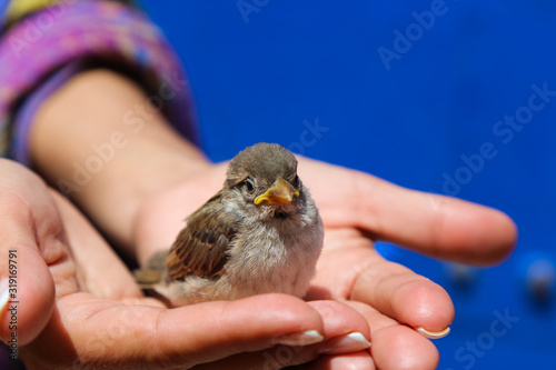 Sad sparrow sits on the palm of a girl