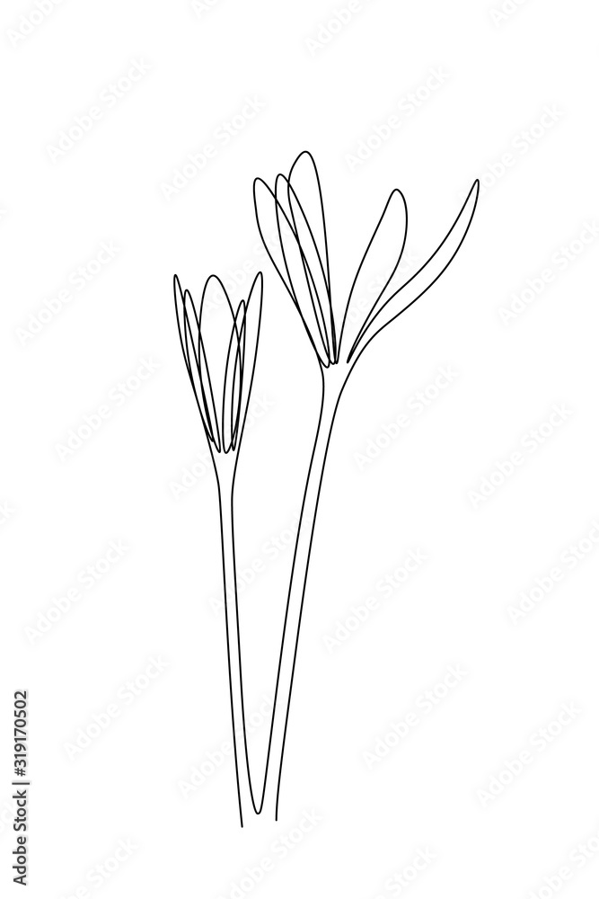 Crocus flowers blooming in continuous line art drawing style. Black linear sketch on white background. Vector illustration Crocus flowers blooming in continuous line art drawing style. Black linear sketch on white background. Vector illustration