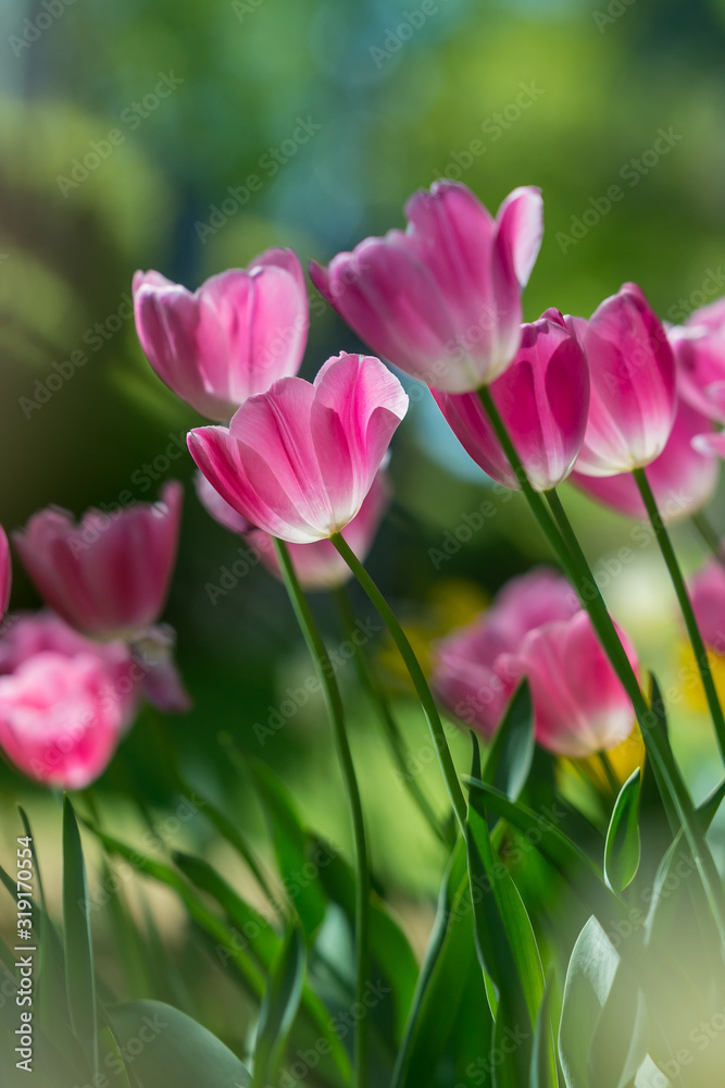 Gorgeous pink blooming French tulips in a flower bed on a blurry background