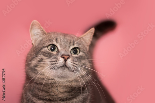 Fototapeta Naklejka Na Ścianę i Meble -  Gray tabby cute kitten. Pets and lifestyle concept. Lovely fluffy cat on pink background