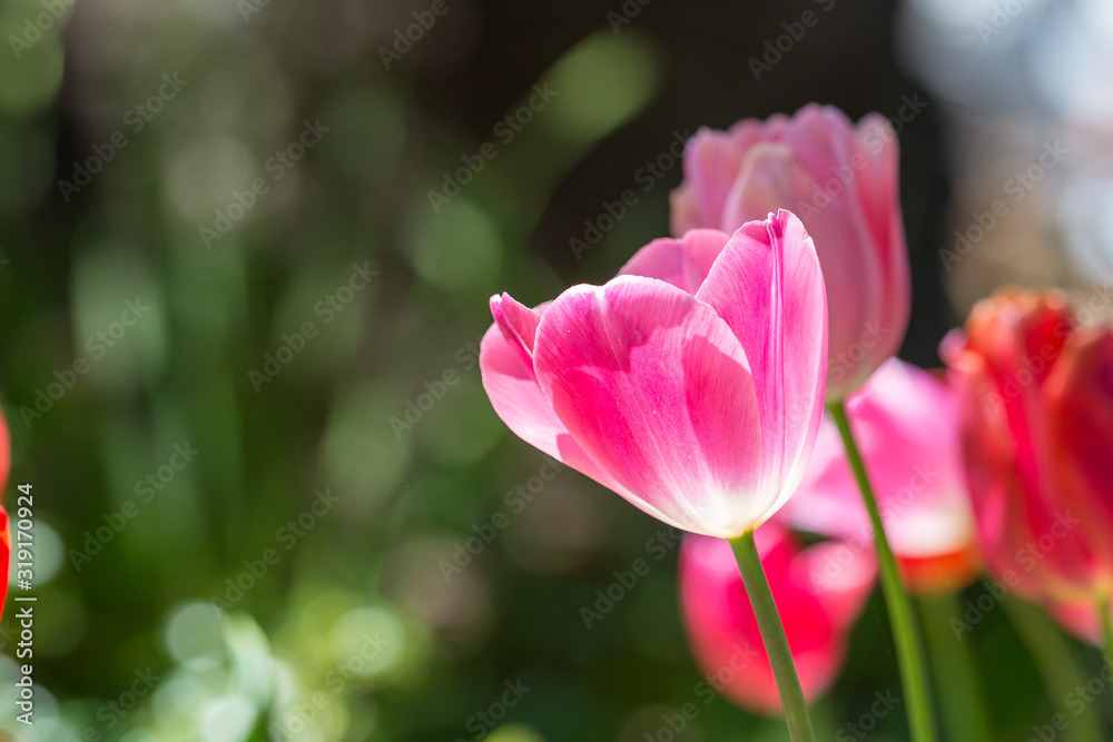 Gorgeous pink blooming French tulips in a flower bed on a blurry background Gorgeous pink blooming French tulips in a flower bed on a blurry background