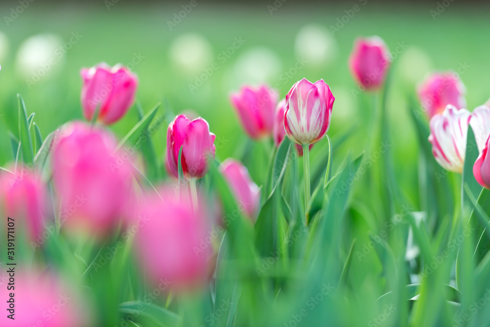 Gorgeous pink blooming French tulips in a flower bed on a blurry background