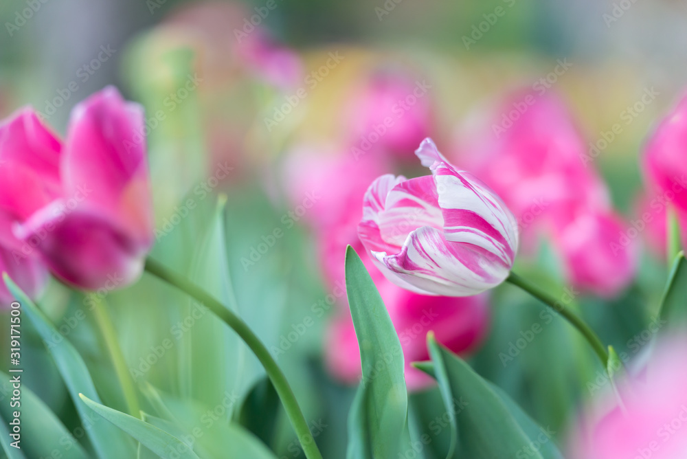 Fototapeta premium Gorgeous pink blooming French tulips in a flower bed on a blurry background
