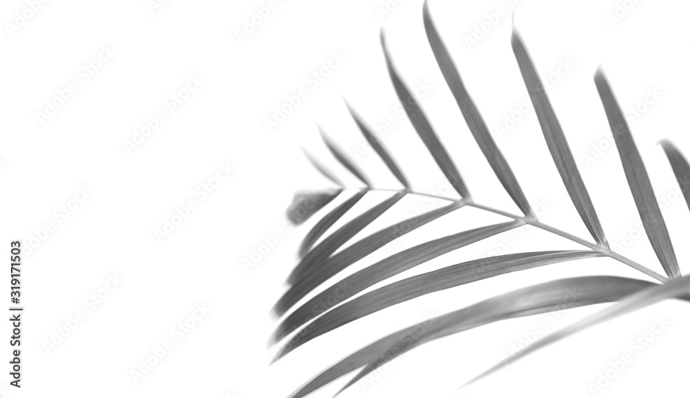 tropical nature shadow palm leaf isolated pattern background