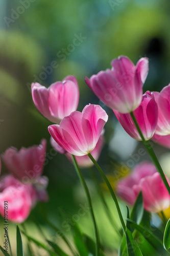 Gorgeous pink blooming French tulips in a flower bed on a blurry background