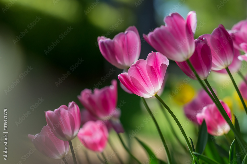 Gorgeous pink blooming French tulips in a flower bed on a blurry background