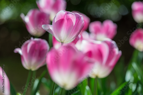 Gorgeous pink blooming French tulips in a flower bed on a blurry background