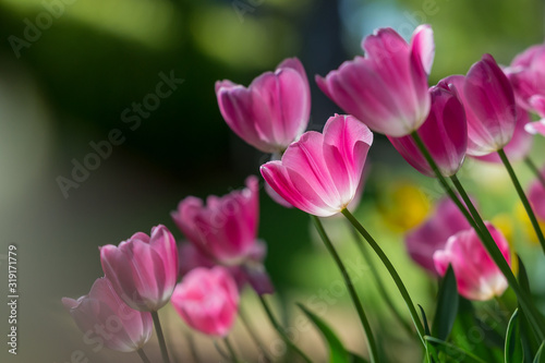 Gorgeous pink blooming French tulips in a flower bed on a blurry background