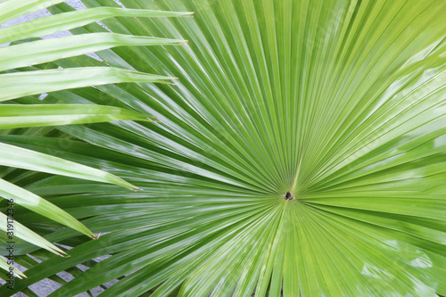 tropical nature green fan palm leaf on pattern background