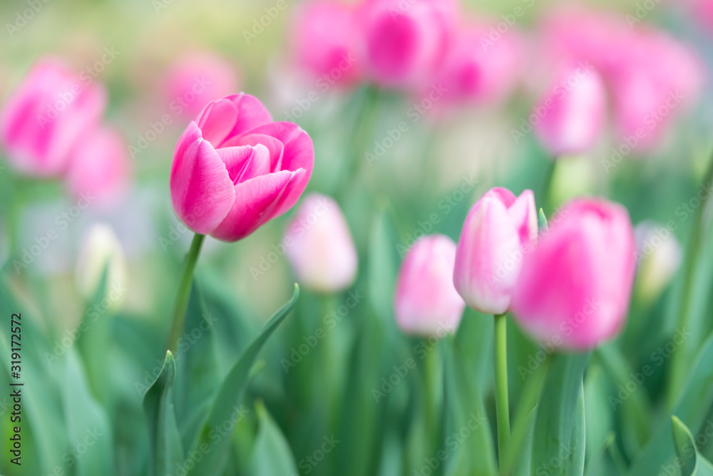 Gorgeous pink tulips with pink stripes in a flower bed on a blurry background