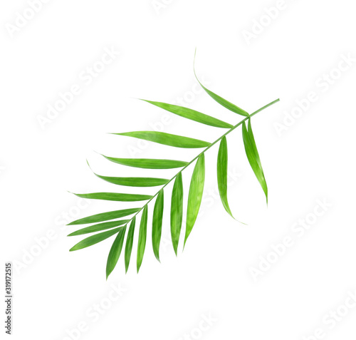 tropical nature green palm leaf isolated pattern background © studio2013