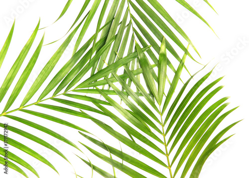 tropical nature green palm leaves isolated on white pattern background