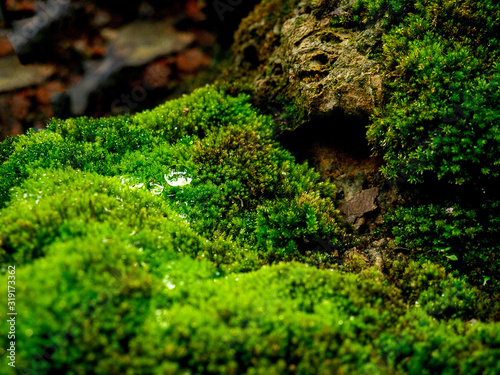 Beautiful green moss on the floor with dew drop, moss closeup, macro. Beautiful background of moss for wallpaper. 