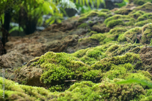 Beautiful green moss on the floor with dew drop, moss closeup, macro. Beautiful background of moss for wallpaper. 