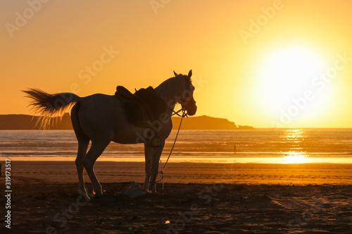 Silhouette of a horse on a sandy beach at sunset