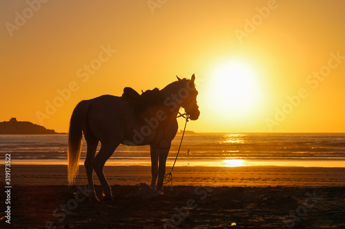 Silhouette of a horse on a sandy beach at sunset © nelasova