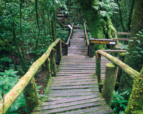 wooden bridge with green moss  in forest at Ang Ka Luang Nature Trail is an educational nature trail inside a rain-forest on the peak of Doi Inthanon National Park in Chiang Mai  Thailand.  H