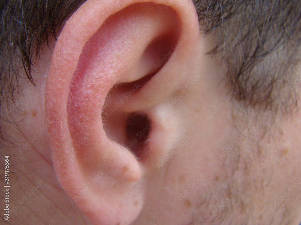 Fototapeta premium ear