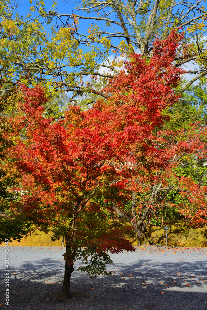 仁和寺の紅葉