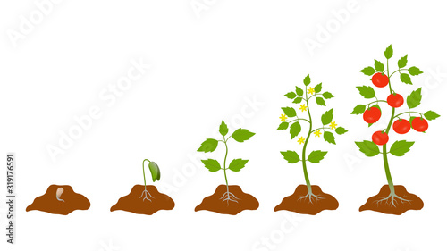 Stage growth plant. Cycle of life tomato plant, root, seed, flower, leaf. Fruiting stages. Red tomato. Yellow flower. Vector. Illustration. Isolated on white background