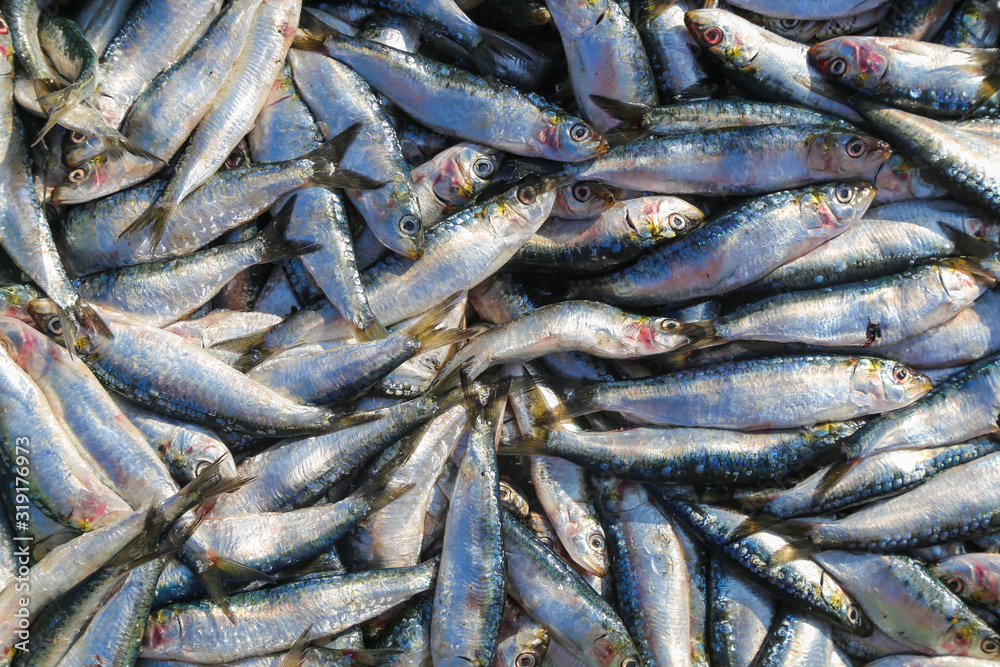A bunch of sardines on the fishing market in the port of Essaouira A bunch of sardines on the fishing market in the port of Essaouira