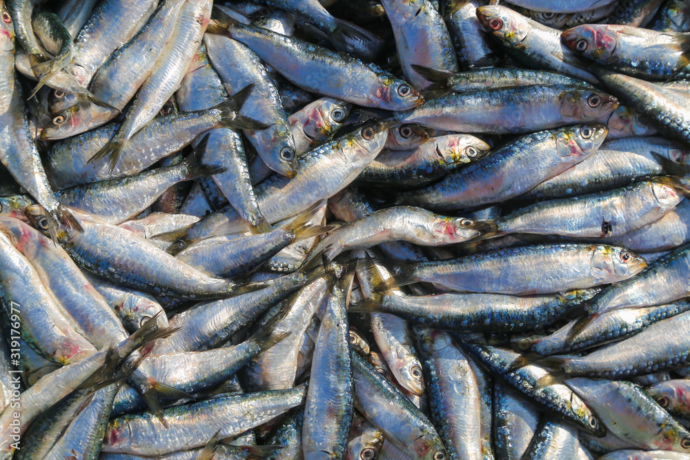 A bunch of sardines on the fishing market in the port of Essaouira A bunch of sardines on the fishing market in the port of Essaouira