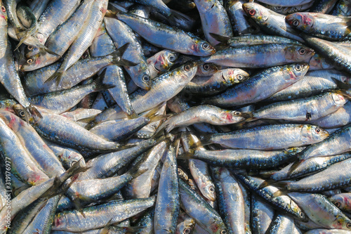 A bunch of sardines on the fishing market in the port of Essaouira