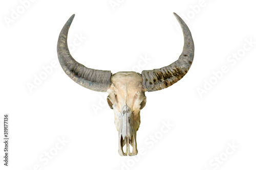 Buffalo head bone isolated on white background. Buffalo head skeleton with long horn isolated