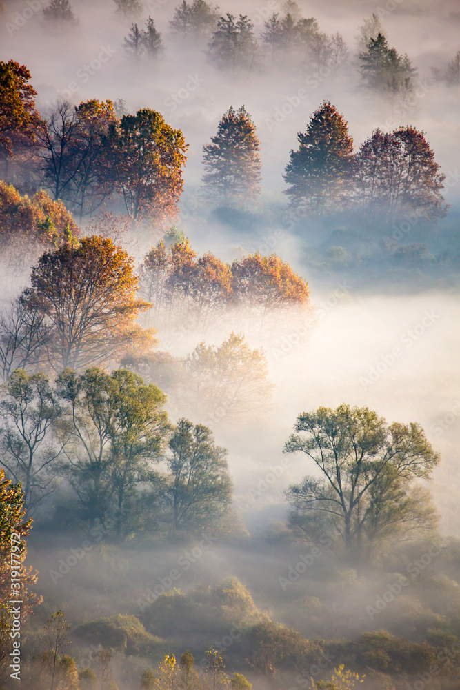 Sunrise on the Adda river with fog and its vegetation