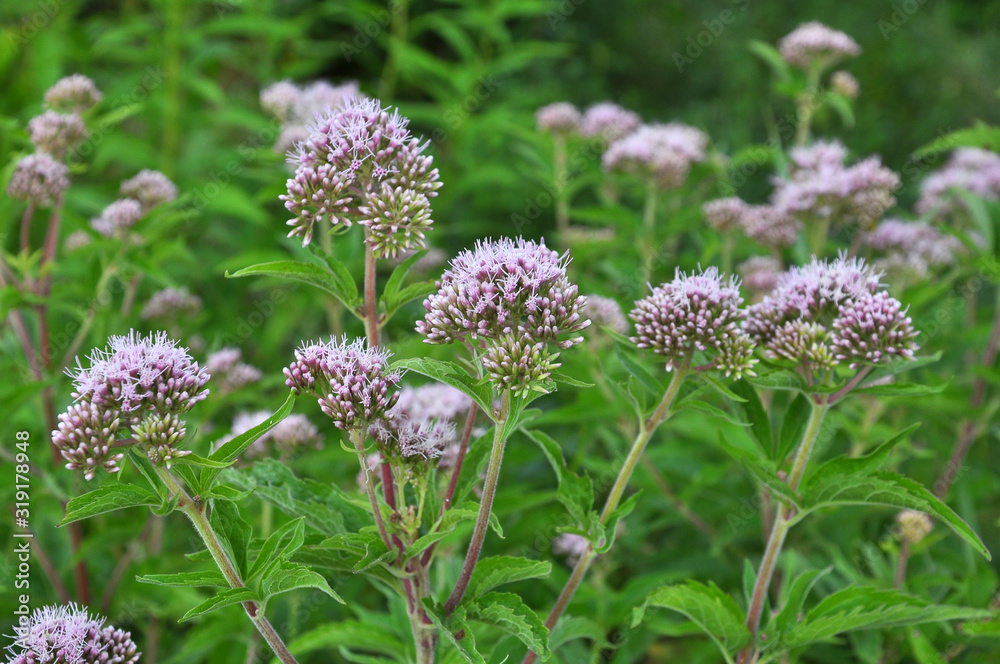 It blooms in nature hemp agrimony (Eupatorium cannabinum) It blooms in nature hemp agrimony (Eupatorium cannabinum)