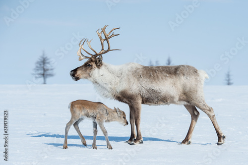 Carta da parati reindeer in the spring, female reindeer with offspring